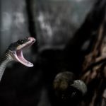 韩国美女主播 t6sinmmng