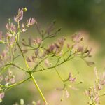 亚洲更新最快无码网站 ycftl6